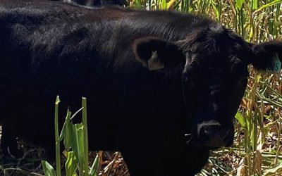 La avena, como alternativa de suplementación para mejorar la calidad de novillos terminados en sistemas pastoriles