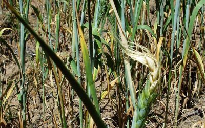 La cosecha de trigo en Córdoba sería insuficiente para abastecer la industria molinera local