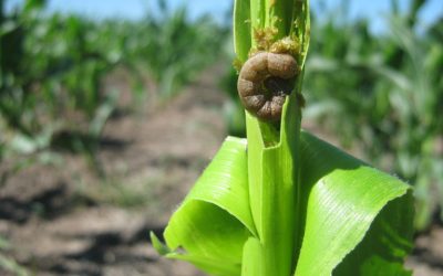 Sembré un Bt: ¿los insectosson un problema controlado?