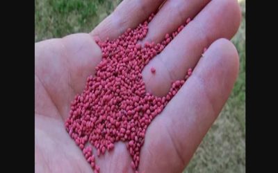 Por restricciones en la importación resulta escasa la oferta de semillas forrajeras