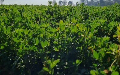 Superficie destinada al cultivo de alfalfa en la zona de influencia BCCBA