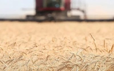 Tras siete años de negociación, China le abrió las puertas al trigo argentino
