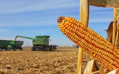 Desde una recesión en China hasta un maíz a U$S4: Las diez posibles sorpresas que podrían afectar la agricultura 2024