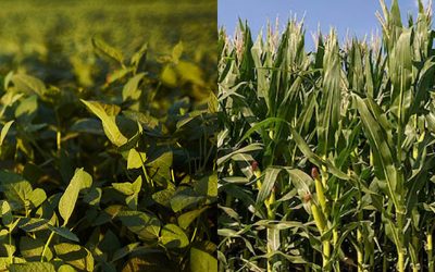 Más del 90% de la soja y el maíz transitan condiciones normales a excelente, por lo que proyectan cerca de 110 Mtn