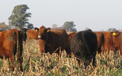 Ante una probable escasez de hacienda, el desafío 2024 es producir animales más pesados