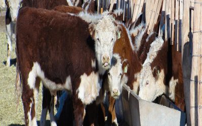 Se espera que la faena de hacienda 2024 sea menor a la de los últimos dos años