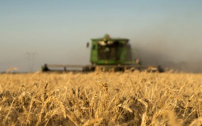 Trigo: los datos finales de una cosecha que cerró con claroscuros