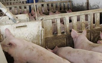 Preocupación en el sector porcino por la apertura de importaciones