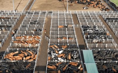 El precio de la hacienda también “engorda” en dólares