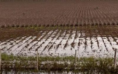 Las lluvias fueron excesivas y se reportaron pérdidas productivas