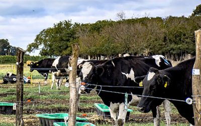 Con cascarilla de soja, logran mejorar el consumo y estado sanitario de las vacas en transición