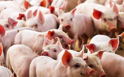 El ajuste llegó a los cerdos: fuerte caída de los márgenes en la producción porcina