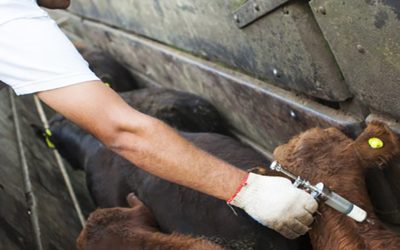 Habilitan la importación de vacunas bivalentes contra la fiebre aftosa