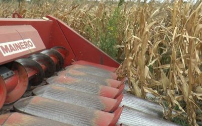 Maíz en picada: Caen 6.5 millones de toneladas las proyecciones por efectos de spiroplasma
