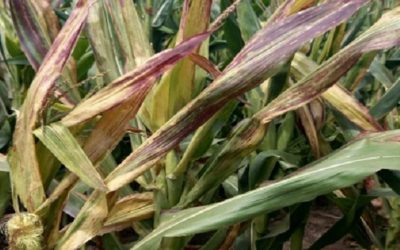 El Senasa acelerará los tiempos de aprobación para insecticidas que controlen la chicharrita