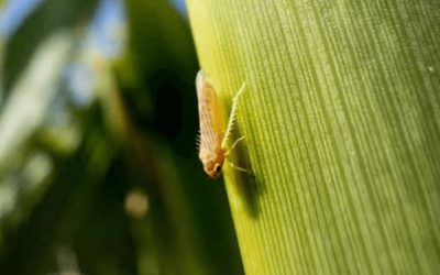 Chicharrita del maíz: “La experiencia recogida con el Mal de Río Cuarto nos puede servir de base”