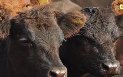 La UE habilitó la importación de embriones bovinos “in vivo” procedentes de Argentina