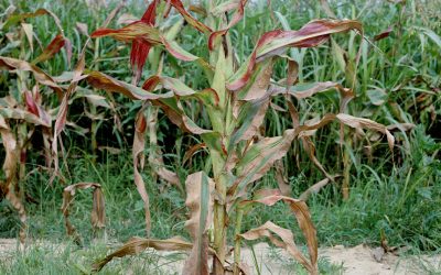 MAIZAR está coordinando un trabajo público-privado para abordar el problema del achaparramiento del maíz