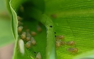 Crean una Red Nacional con 450 trampas para conocer la dinámica poblacional de la chicharrita