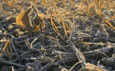 Sigue la ola polar: hay alerta roja por frío extremo en el norte del país