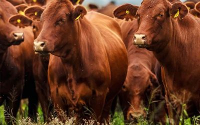 Fuerte rechazo de entidades rurales a la trazabilidad individual electrónica del ganado bovino