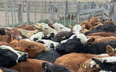 La mejora en el precio de la carne, por ahora dependiente de la exportación