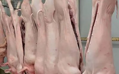 Por las inundaciones en Brasil, se abre un nuevo mercado para el cerdo argentino