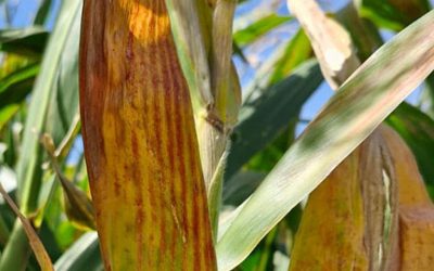 La nutrición, aliada pero no suficiente contra spiroplasma en maíz