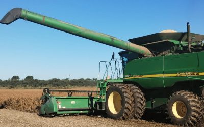 Problemas en la cosecha de soja: advierten por un fuerte retraso y mermas de calidad