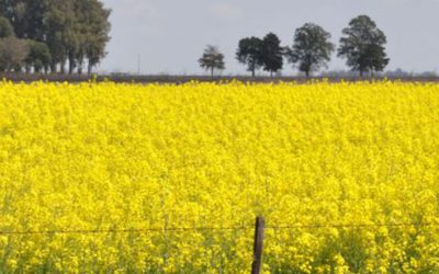 El INTA se une a la industria agroexportadora para potenciar el cultivo de colza