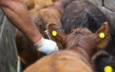 Defendiendo los sistemas de vacunación antiaftosa y trazabilidad actuales