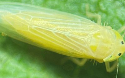 Chicharrita del maíz: un relevamiento agtech detectó datos clave sobre la plaga