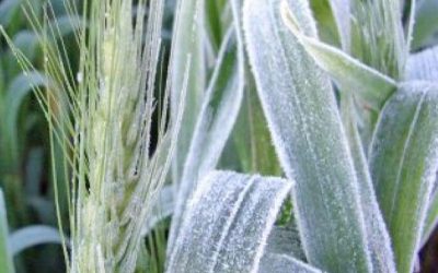 Heladas: qué dice el pronóstico para el próximo trimestre