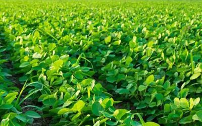 Con fosfitos, logran manejar malezas resistentes en soja aplicando menos agroquímicos