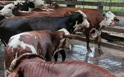 Desarrollan un test que diagnostica in situ la tristeza bovina