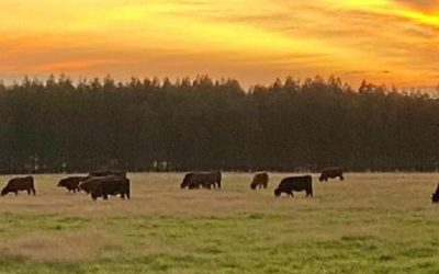 CREA no prevé cambios en la política cambiaria y alerta por incrementos en el costo crediticio