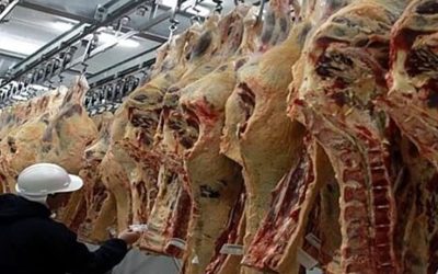 En alerta por la caída en la faena, la industria frigorífica reclama medidas contra la informalidad