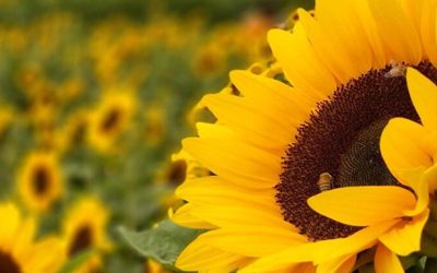 El girasol, ante una nueva amenaza en el inicio de campaña