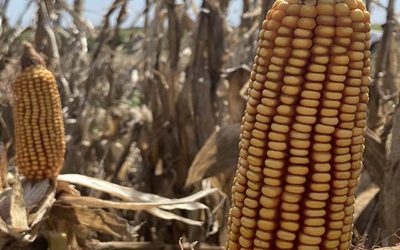 Destacan los resultados en medición de huella de carbono para diferentes producciones en Argentina