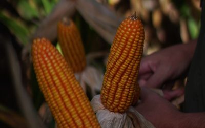 El aprendizaje que nos deja Brasil: una herramienta más para poder vencer a la chicharrita