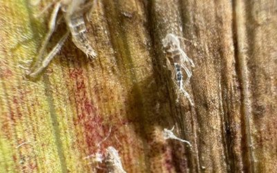 Habilitan más de 20 nuevos productos fitosanitarios para combatir a la chicharrita en maíz