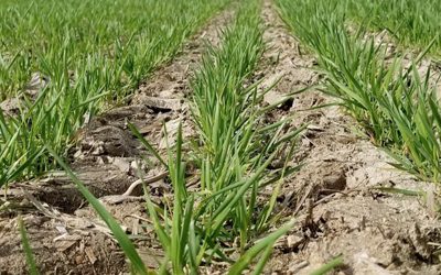 Alertan por un retraso en la fertilización del trigo, que afectaría a su calidad