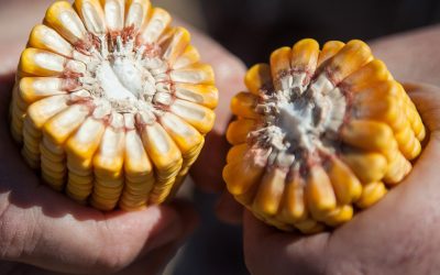 Congreso Internacional de Maíz: más de 100 oradores y 35 paneles de expertos confluirán en el evento del año para el cultivo