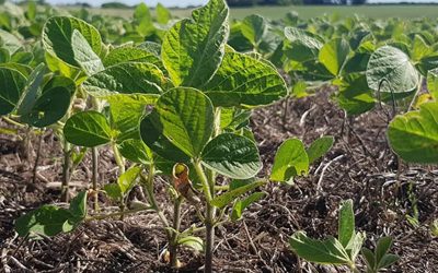 En soja se perfila un 7.5% de aumento en el área de siembra
