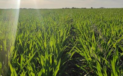 Pautas de manejo para fertilizar trigo con nitrógeno y aumentar rendimientos