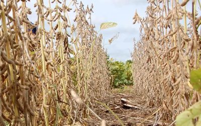 Desarrollan una línea de soja que produce hasta un 60% de vainas con cuatro semillas