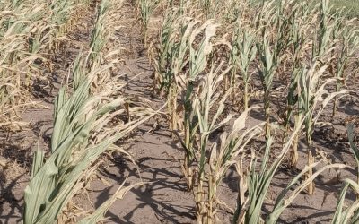 El Gobierno evalúa el riesgo fiscal de una eventual sequía: un particular análisis en el Presupuesto 2025