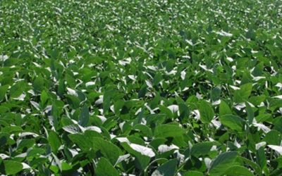 Primer mapa de calidad de la soja argentina: el NOA marca el norte en los niveles de proteína