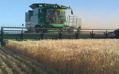 Con una cosecha de trigo que avanza a buen ritmo, aconsejan “no apurarse a vender”