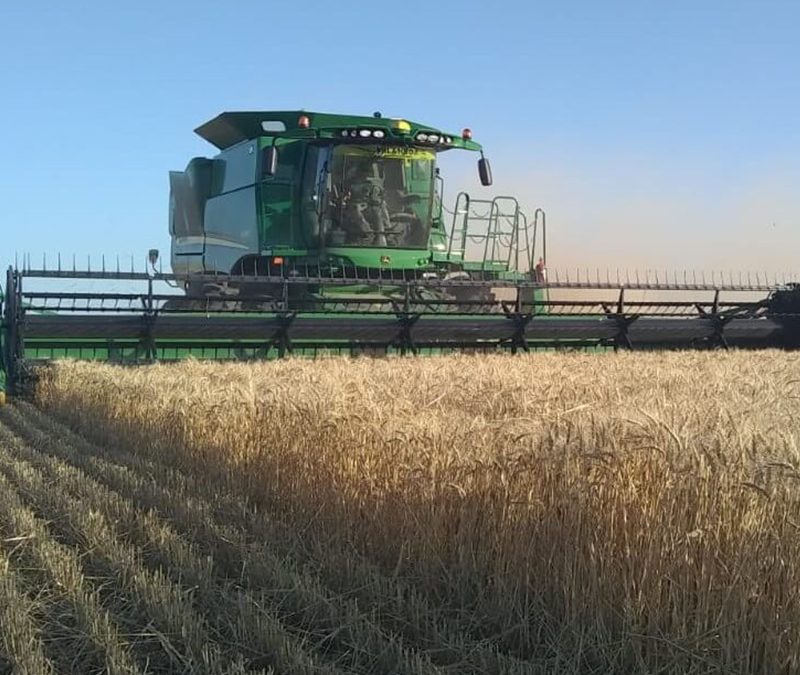 Con una cosecha de trigo que avanza a buen ritmo, aconsejan “no apurarse a vender”